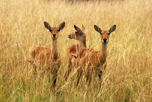  Queen Elizabeth National Park