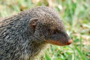 Queen Elizabeth National Park