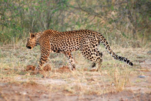 Queen Elizabeth National Park