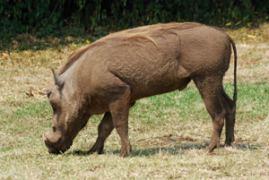 Queen Elizabeth National Park