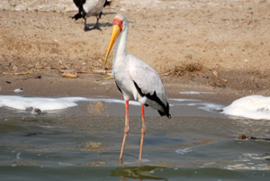 Queen Elizabeth National Park