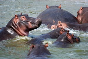 Queen Elizabeth National Park