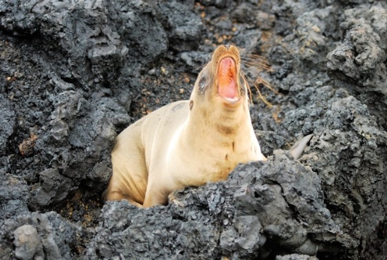 Galapagos eilanden - Zeeleguaan 