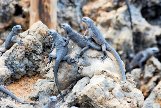 Galapagos eilanden - Islet las Tintoreras - Jonge zeeleguanen 