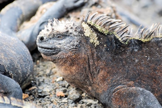 Galapagos eilanden - Ecuador - Pelikaan Galapagos eilanden - Ecuador - Pelikaan
