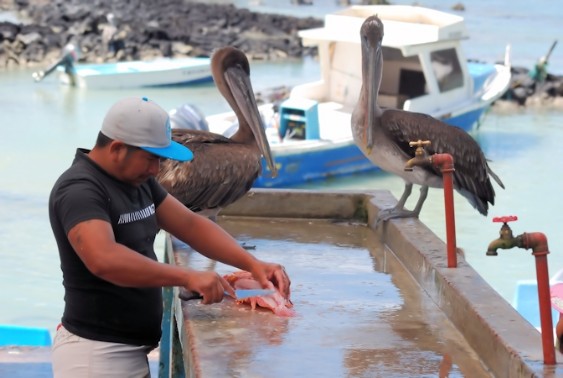 Santa Cruz - Visschoonmaken in openlucht restaurant Puerto Ayora